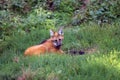 The maned wolf Chrysocyon brachyurus lying in thick grass. The largest South American canine beast in the green