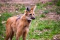 Maned wolf Chrysocyon brachyurus