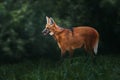 Maned Wolf - South America Canid Royalty Free Stock Photo