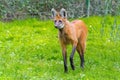 Maned wolf (Chrysocyon brachyurus) Royalty Free Stock Photo