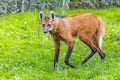 Maned wolf (Chrysocyon brachyurus) Royalty Free Stock Photo