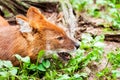 Maned wolf Royalty Free Stock Photo