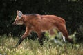 Maned wolf (Chrysocyon brachyurus). Royalty Free Stock Photo