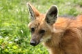 Maned wolf (Chrysocyon brachyurus). Royalty Free Stock Photo