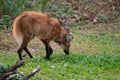 Maned wolf  Chrysocyon brachyurus Royalty Free Stock Photo