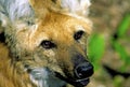 Maned Wolf Close-up  21179 Royalty Free Stock Photo