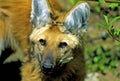 Maned Wolf Close-up  21180 Royalty Free Stock Photo