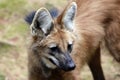 Maned wolf closeup