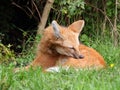 Maned wolf closeup view Royalty Free Stock Photo