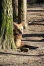 Maned wolf in the forest Royalty Free Stock Photo