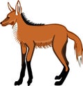 Maned Wolf