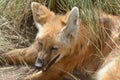 The maned wolf Royalty Free Stock Photo