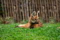 Maned wolf Royalty Free Stock Photo