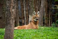 Maned wolf Royalty Free Stock Photo