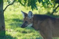 Maned wolf looking out Royalty Free Stock Photo