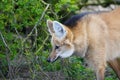 Maned wolf looking out Royalty Free Stock Photo