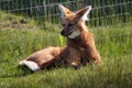 Maned wolf lying on green grass near a fence Royalty Free Stock Photo