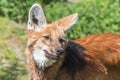 Maned wolf Royalty Free Stock Photo