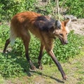 Maned wolf Royalty Free Stock Photo