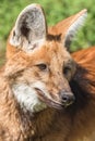 Maned wolf Royalty Free Stock Photo