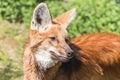 Maned wolf Royalty Free Stock Photo