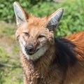 Maned wolf Royalty Free Stock Photo