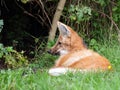 Maned wolf resting - closeup view Royalty Free Stock Photo