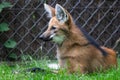 A Maned Wolf is resting in the forest Royalty Free Stock Photo