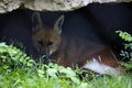 A Maned Wolf is resting in the forest Royalty Free Stock Photo