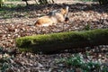 Maned Wolf Resting in Forest Royalty Free Stock Photo