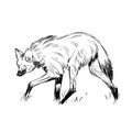 Maned wolf sketch illustration and ink JPG File