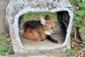Maned wolf Royalty Free Stock Photo