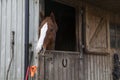 Manege horse in stable