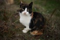 Maneki neko cat sitting in the garden Royalty Free Stock Photo