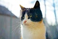 Maneki neko cat sitting outdoor, closeup face