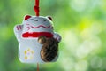 Maneki Neko is Japanese lucky cat doll hanging Royalty Free Stock Photo