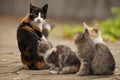 Maneki neko tricolor cat and her small kittens, family portrait outdoor, relaxation domestic animals Royalty Free Stock Photo