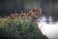 Maneless lion behind grass against a blurred lake background in Tanzania