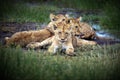 Maneless lion family lying on the grass in Tanzania