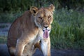 Maneless lion with its tongue out near the grass in Tanzania