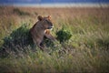 Maneless lion lying on the grass in a field in Masai Mara, Kenya