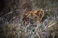 Maneless lion's head visible through twigs in Tanzania