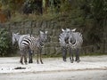 maneless zebra, Equus quagga borensis, is the rarest subspecies of the zebra Royalty Free Stock Photo