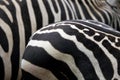 Maneless zebra (Equus quagga borensis) skin texture. Royalty Free Stock Photo