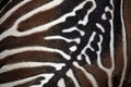Maneless zebra (Equus quagga borensis) skin texture. Royalty Free Stock Photo