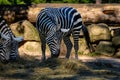 The maneless zebra (Equus quagga borensis) Royalty Free Stock Photo