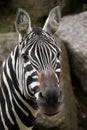 Maneless zebra (Equus quagga borensis).