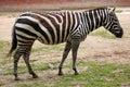 Maneless zebra (Equus quagga borensis). Royalty Free Stock Photo