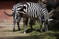 Maneless zebra (Equus quagga borensis). Royalty Free Stock Photo