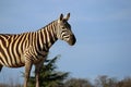 Maneless zebra with erect ears Royalty Free Stock Photo